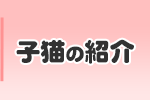 子猫の紹介